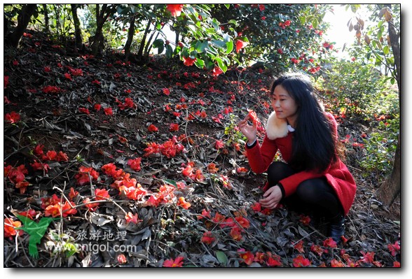 游人在婺源縣江灣鎮(zhèn)海拔1260余米的大瀲村紅花山油茶基地觀賞和拍攝盛開(kāi)的山茶花。