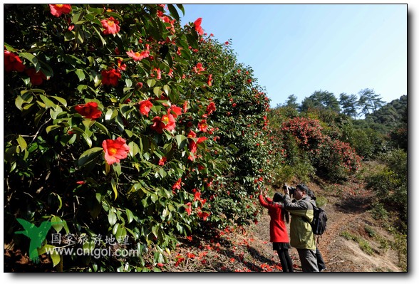 游人在婺源縣江灣鎮(zhèn)海拔1260余米的大瀲村紅花山油茶基地觀賞和拍攝盛開(kāi)的山茶花。