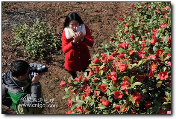 游人在婺源縣江灣鎮(zhèn)海拔1260余米的大瀲村紅花山油茶基地觀賞和拍攝盛開(kāi)的山茶花。