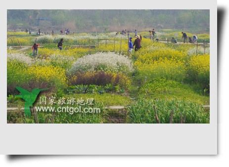 清明節(jié)這天，杭州城西郊的西溪濕地一處市民自種菜地里菜花紛繁，地里不少市民在忙著新一年的蔬菜作物的播栽，構(gòu)成了一幅幅美麗多彩的畫。