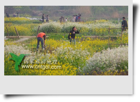 清明節(jié)這天，杭州城西郊的西溪濕地一處市民自種菜地里菜花紛繁，地里不少市民在忙著新一年的蔬菜作物的播栽，構(gòu)成了一幅幅美麗多彩的畫。