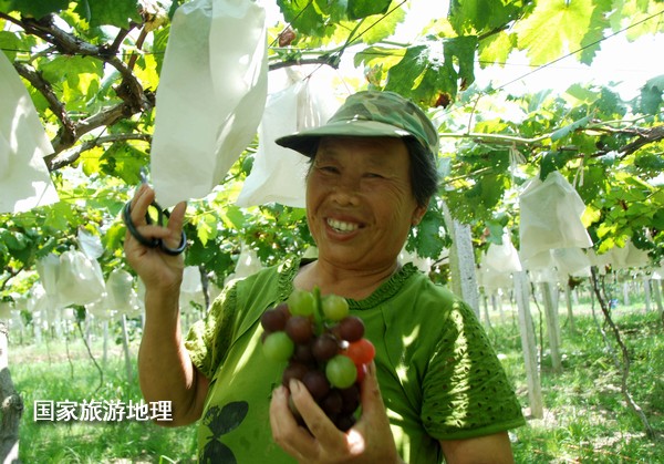 江西婺源：葡萄熟了為夏日旅游添景（圖）