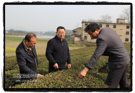 婺源縣茶業(yè)局積極組織茶技人員到中云、鎮(zhèn)頭、清華、思口等重點產(chǎn)茶鄉(xiāng)鎮(zhèn)，深入茶園地塊、名優(yōu)茶加工廠開展技術(shù)服務(wù)。